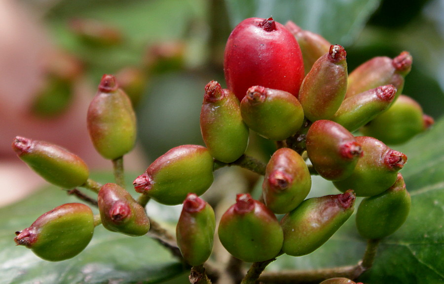 Изображение особи Viburnum &times; burkwoodii.