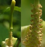 Arisaema peninsulae