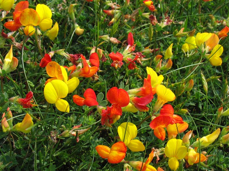 Image of Lotus corniculatus specimen.