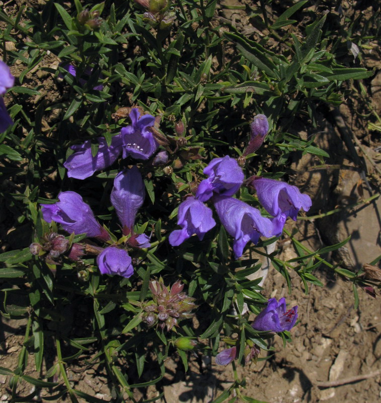 Image of Dracocephalum peregrinum specimen.