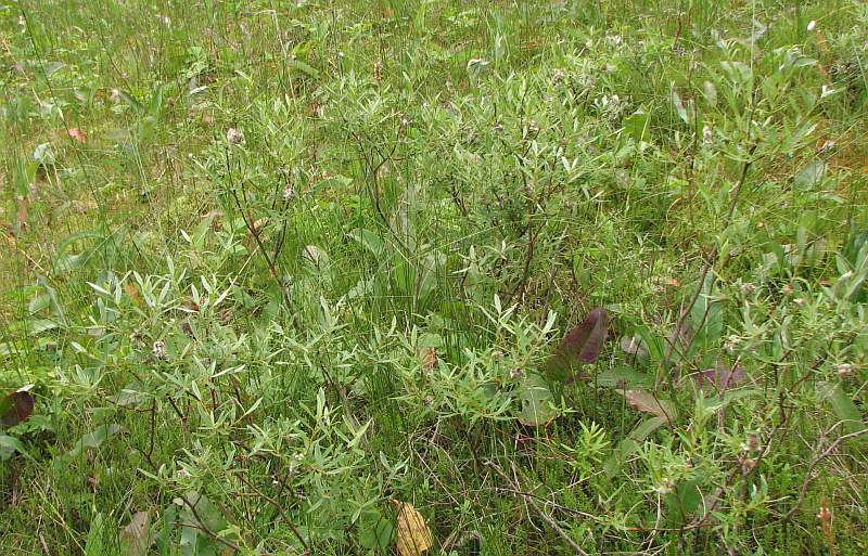 Image of Salix rosmarinifolia specimen.