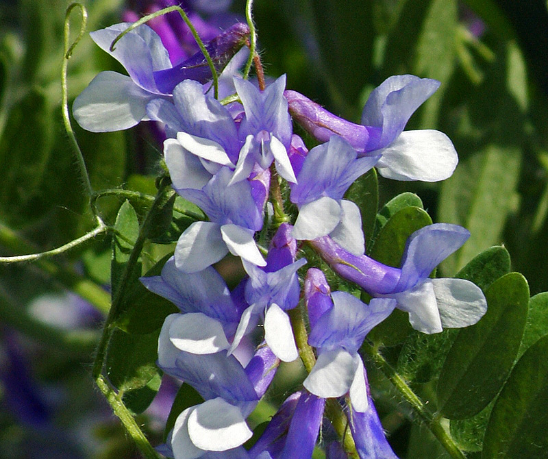 Image of Vicia villosa specimen.