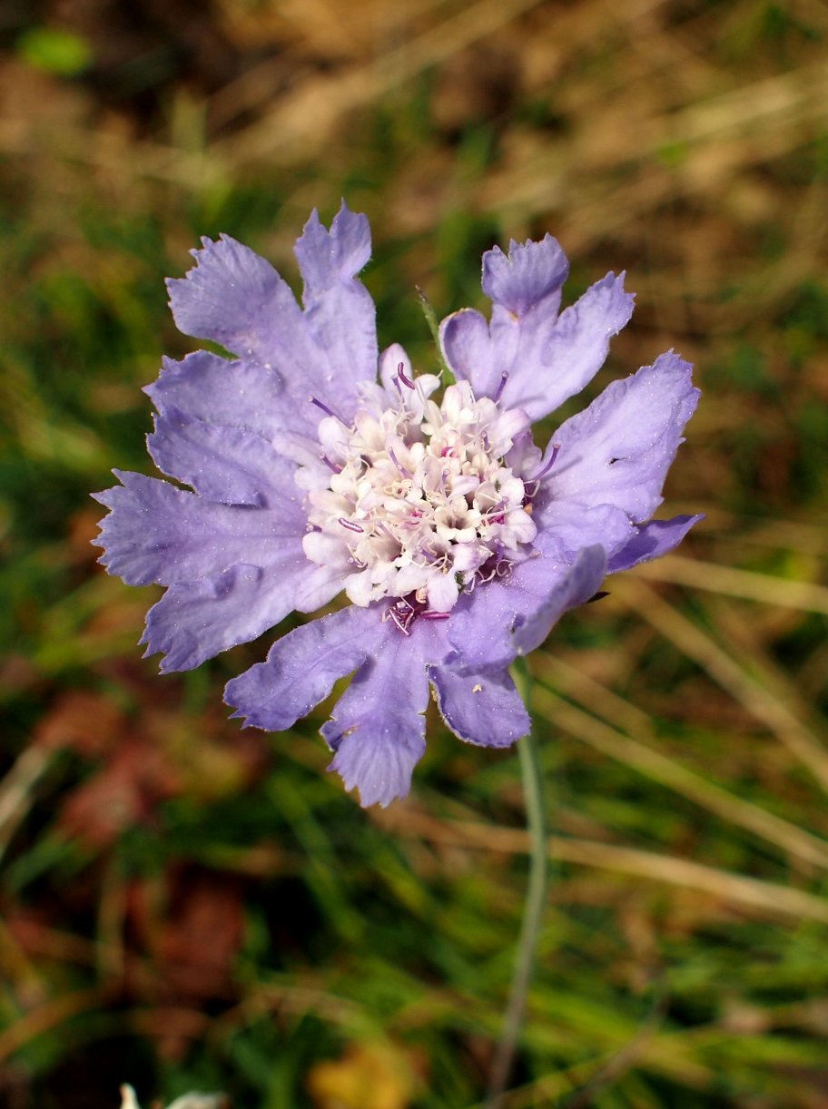 Image of Lomelosia caucasica specimen.