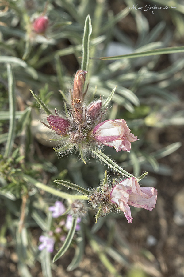 Изображение особи Convolvulus tauricus.