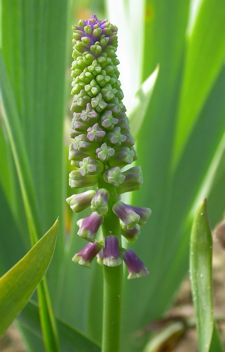 Image of Leopoldia tenuiflora specimen.