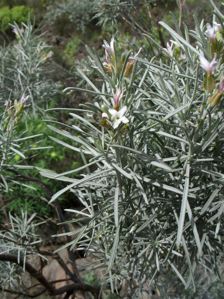 Image of Parolinia platypetala specimen.