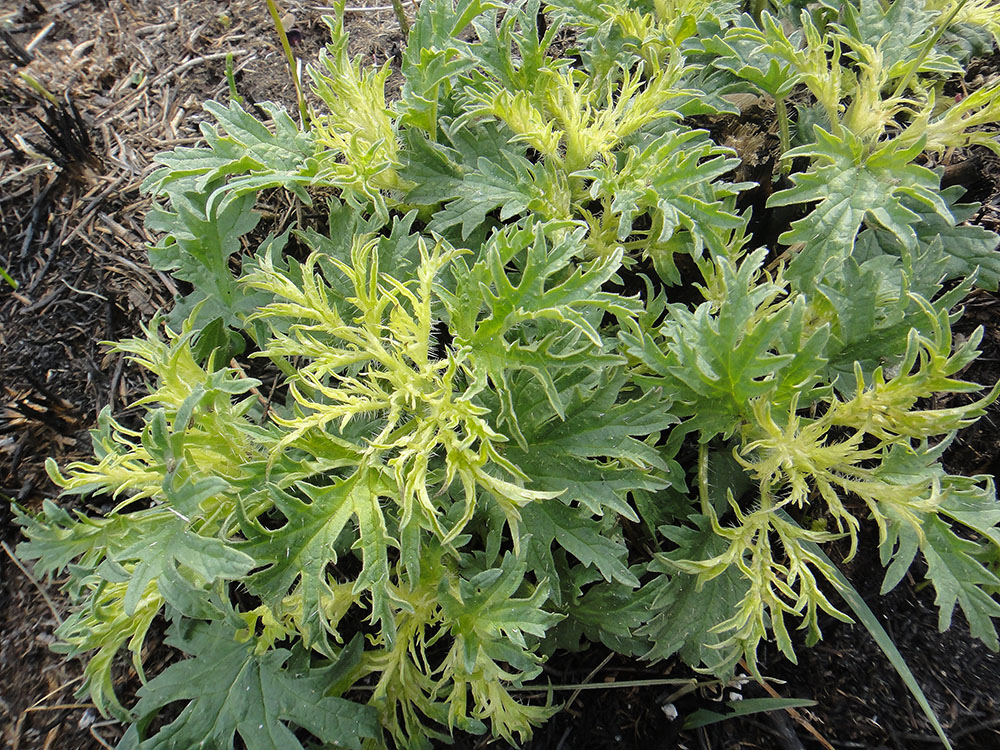 Image of Urtica cannabina specimen.