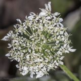 Heracleum stevenii. Часть соцветия (зонтичек). Крым, с. Андреевка, у обочины дороги. 06.06.2015.