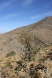 Crataegus pontica. Плодоносящее растение. Южный Казахстан, горы Алатау (Даубаба), сев.-вост. отрог вершины 1734, ~1300 м н.у.м. 10.09.2014.