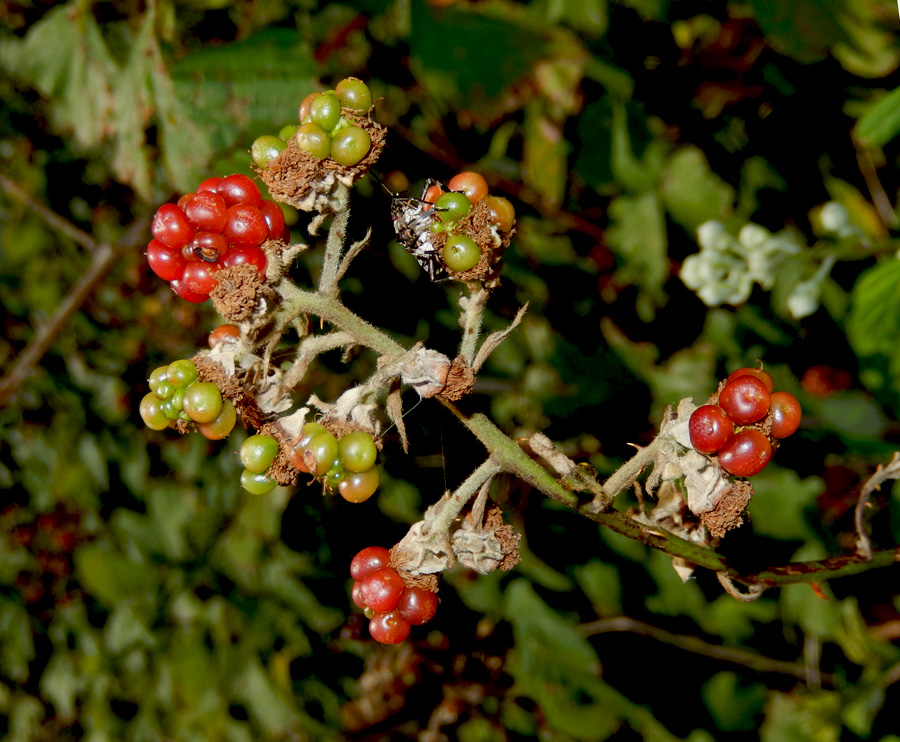 Изображение особи Rubus sanctus.