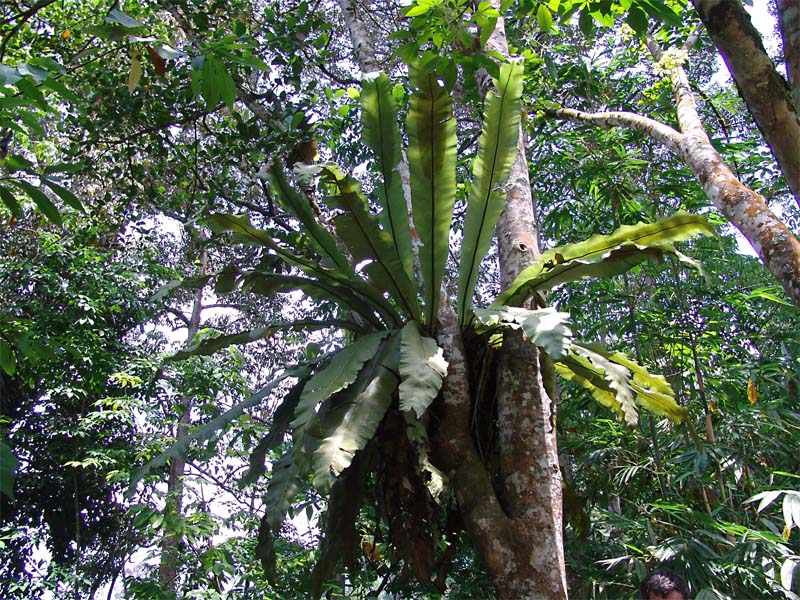 Image of Asplenium nidus specimen.