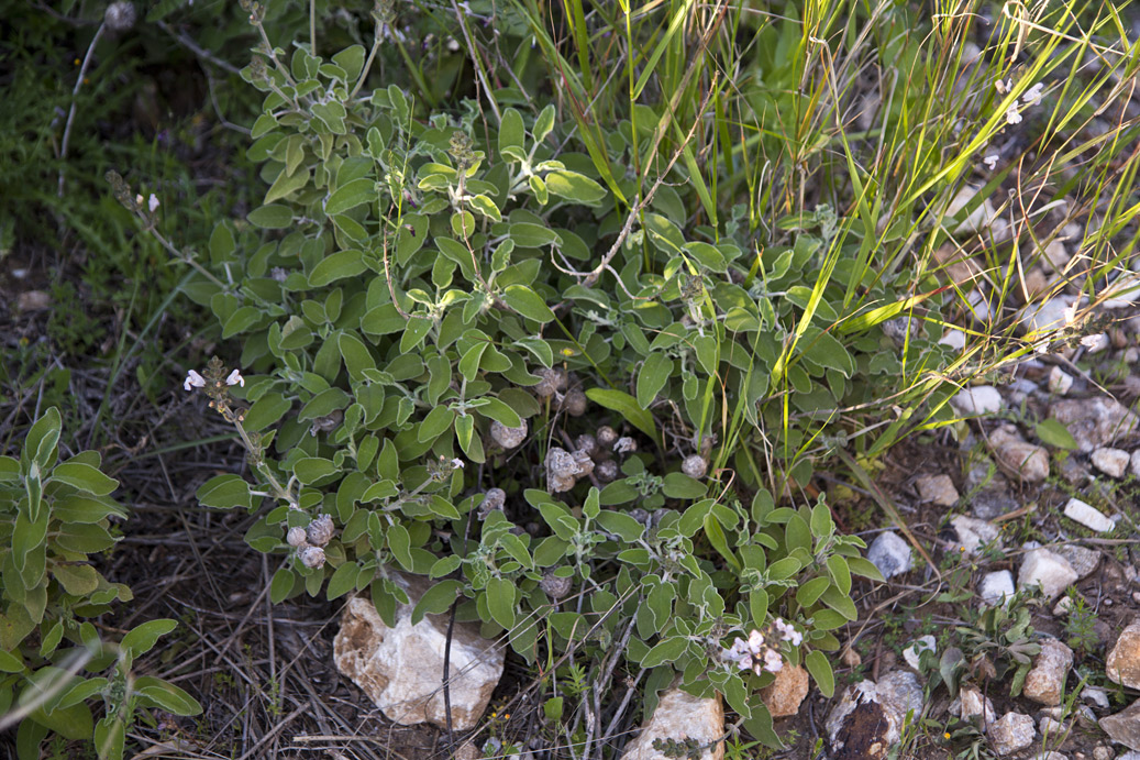 Image of Salvia fruticosa specimen.