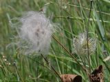 Clematis integrifolia. Созревающие плоды. Курская обл., Горшеченский р-н, окр. дер. Кунье, степь на склоне балки. 06.07.2014.