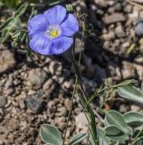 Linum squamulosum