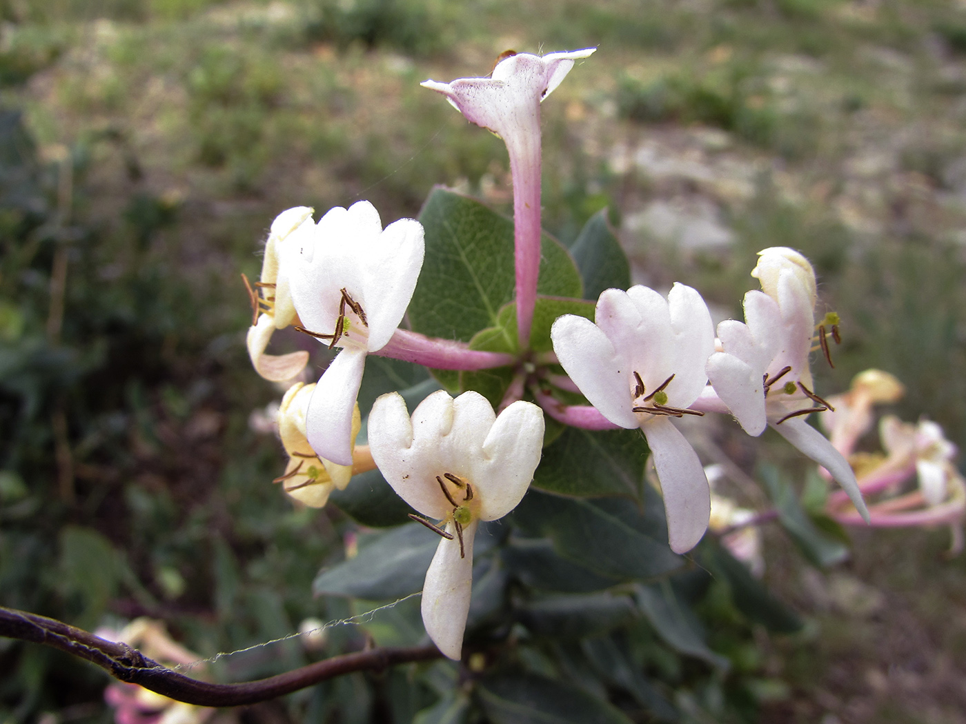 Image of Lonicera implexa specimen.