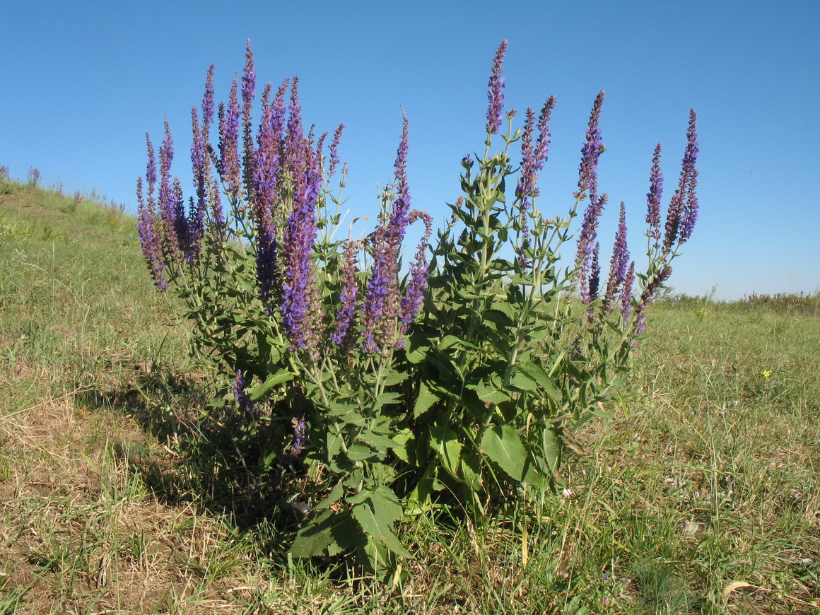 Image of Salvia deserta specimen.