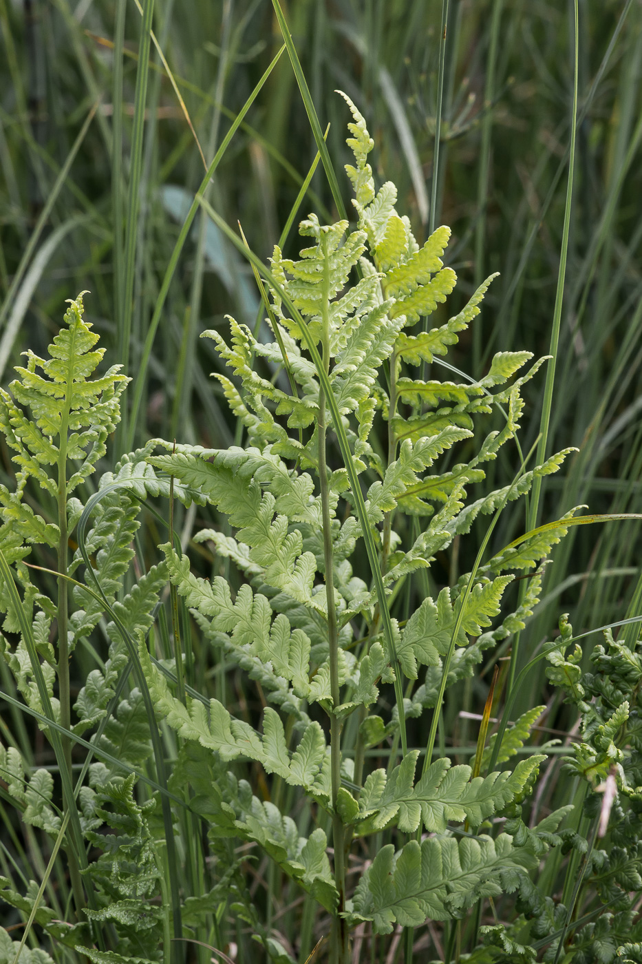 Image of Dryopteris cristata specimen.