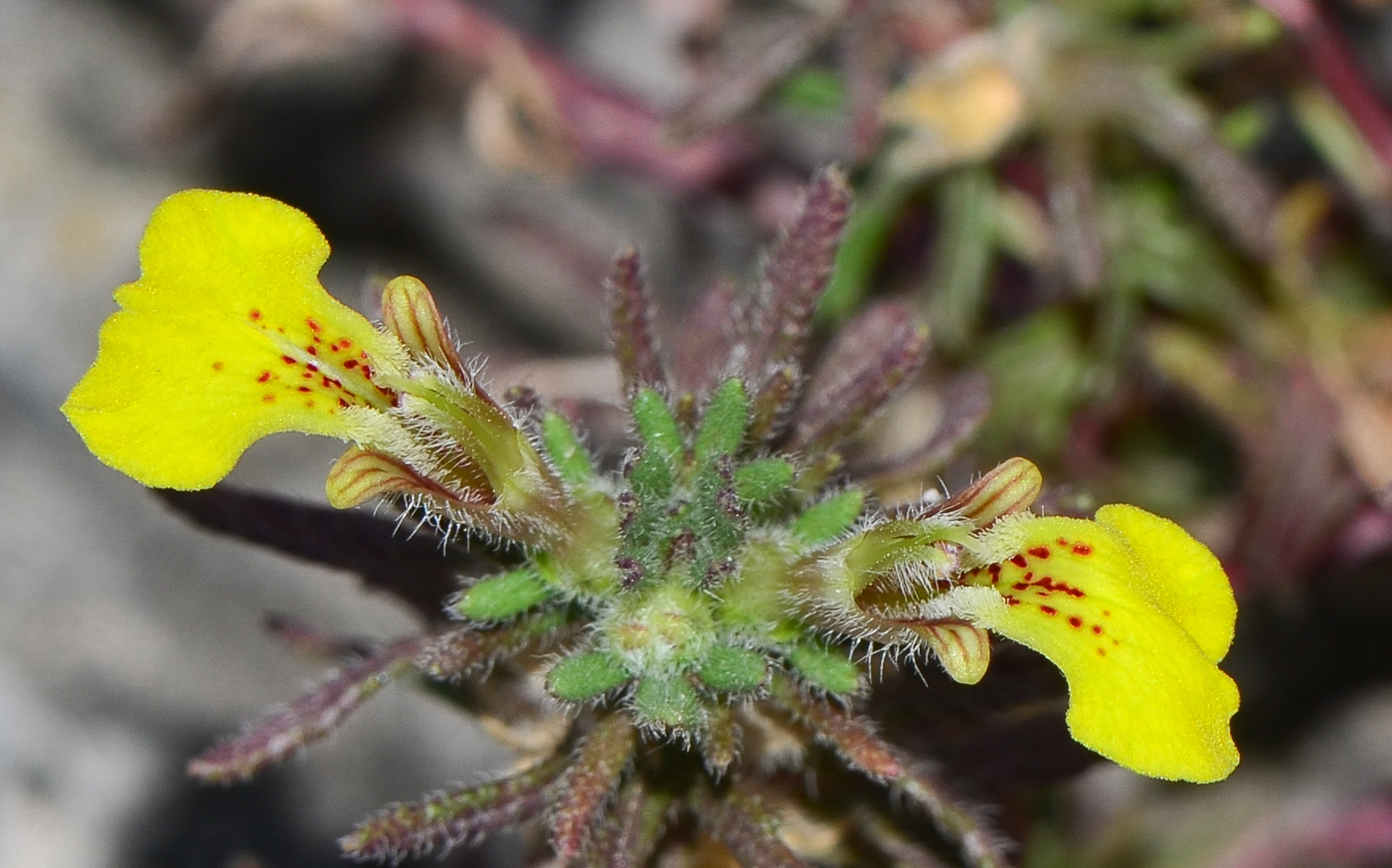 Image of Ajuga chia specimen.