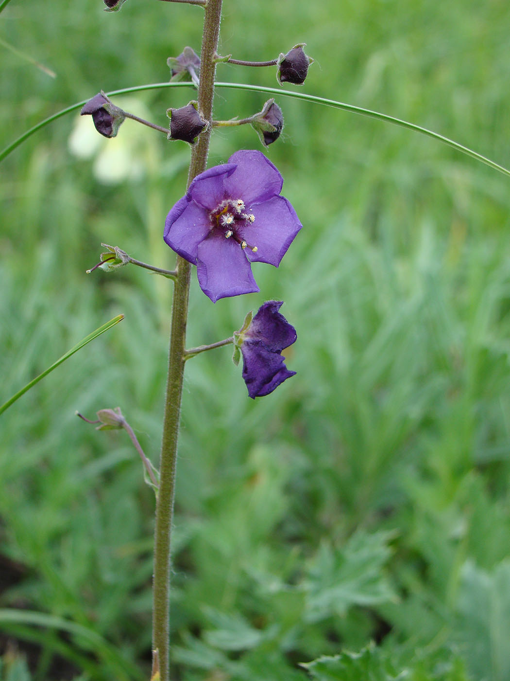 Image of Verbascum phoeniceum specimen.