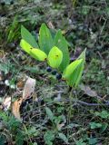 Polygonatum odoratum. Плодоносящее растение. Тверская обл., оз. Селигер, о-в Хачин, опушка соснового бора. 27.08.2016.