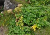 Archangelica officinalis. Отцветающее и плодоносящее растение. Исландия, окр. г. Кефлавик, приморский каменистый склон. 31.07.2016.