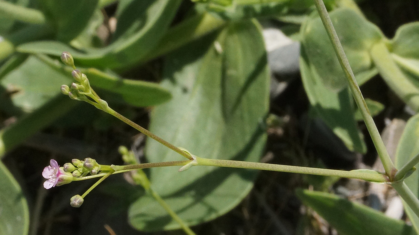 Image of Gypsophila perfoliata specimen.