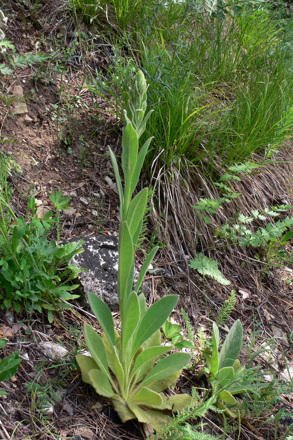 Image of Verbascum thapsus specimen.