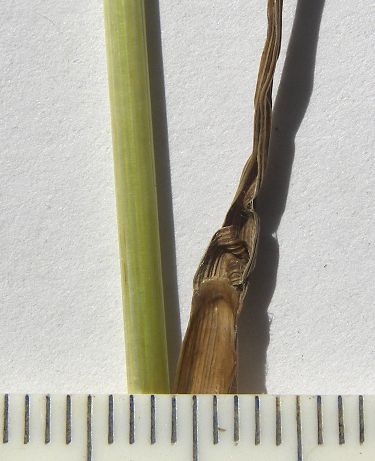 Image of Bromopsis variegata specimen.