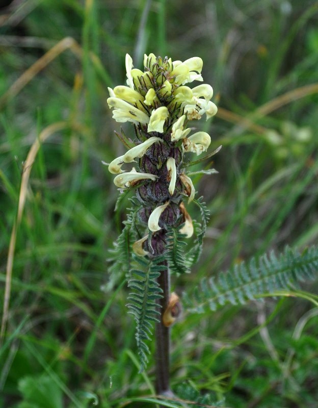 Изображение особи Pedicularis sibthorpii.