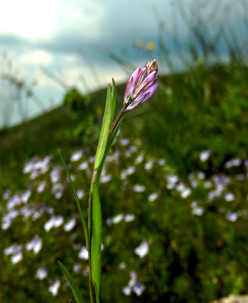 Image of Polygala major specimen.