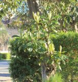 Eriobotrya japonica. Побеги с молодой листвой. Абхазия, г. Сухум, ул. Аидгылара, в культуре. 7 марта 2016 г.