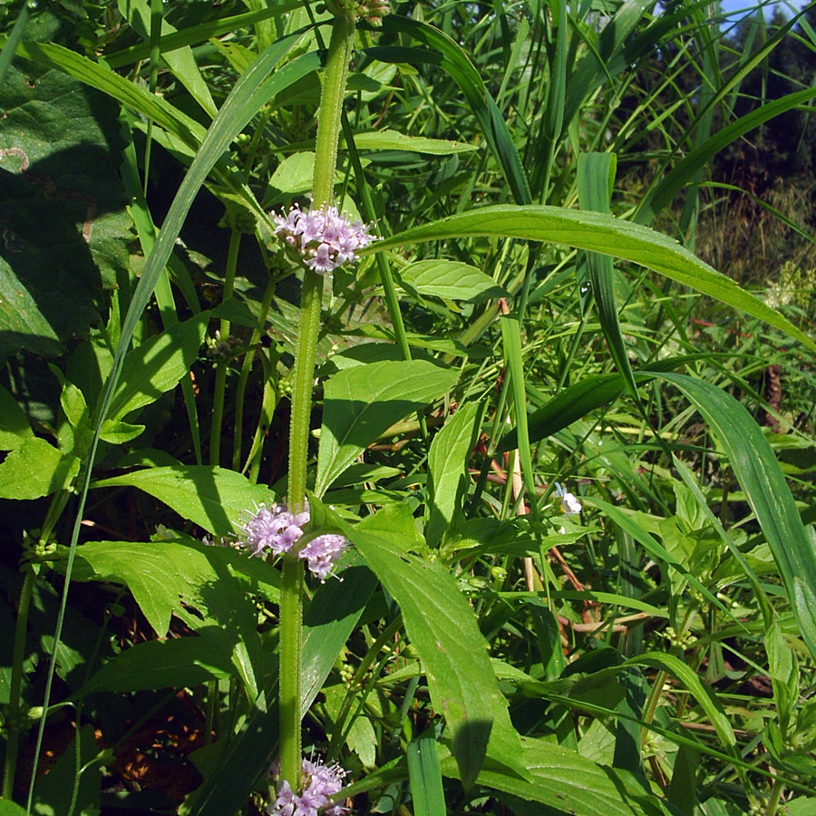 Image of Mentha arvensis specimen.