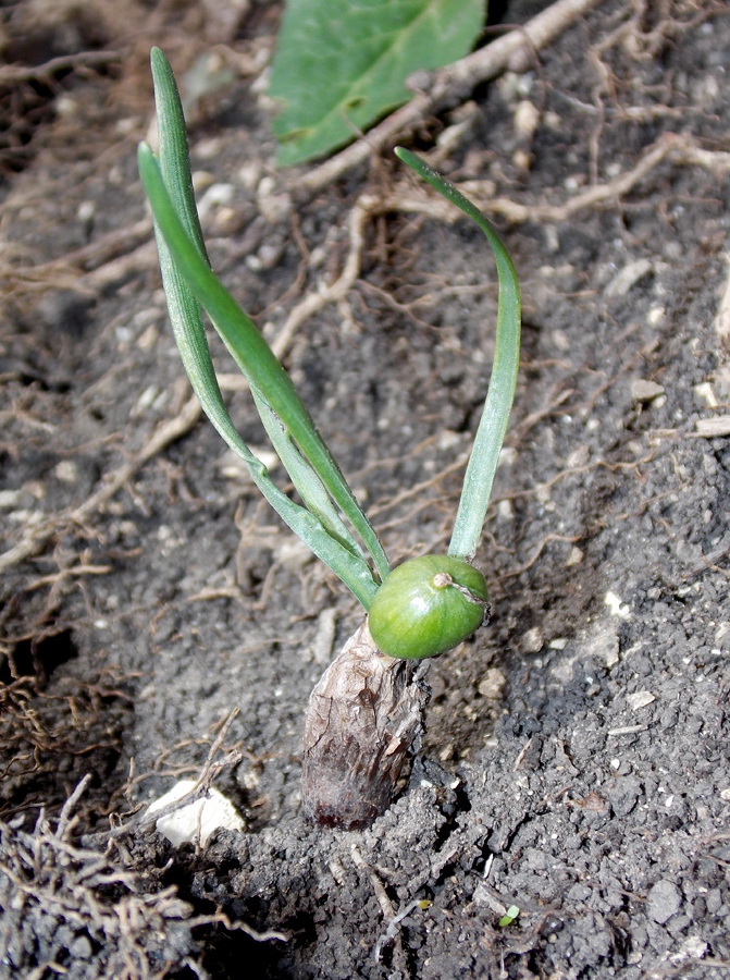 Изображение особи Sternbergia colchiciflora.