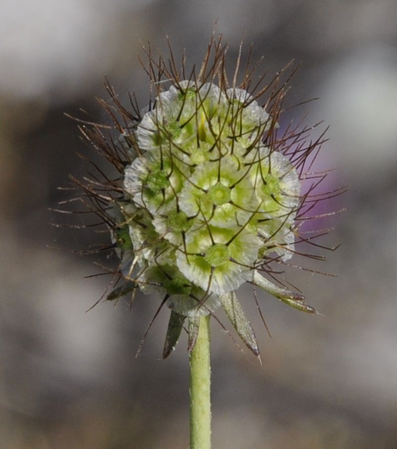 Image of Scabiosa triniifolia specimen.