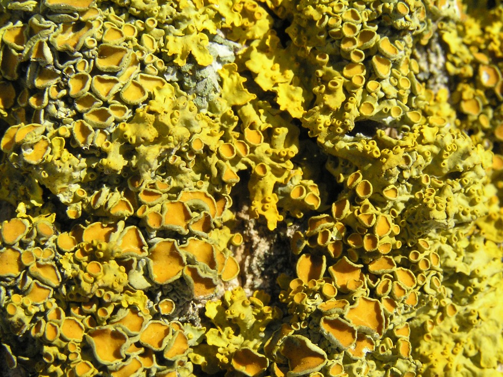 Image of genus Xanthoria specimen.