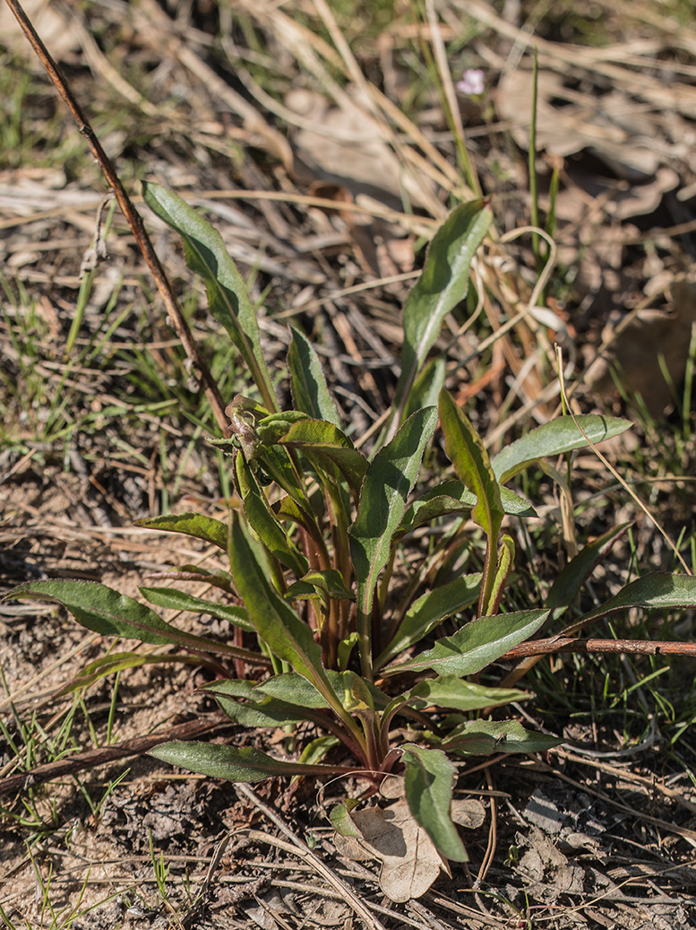 Image of Solidago virgaurea specimen.