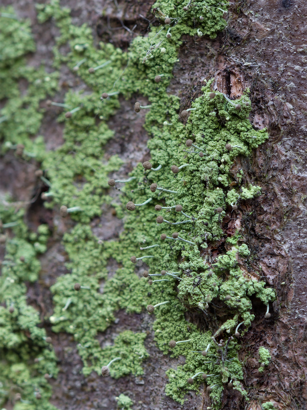 Image of Chaenotheca furfuracea specimen.