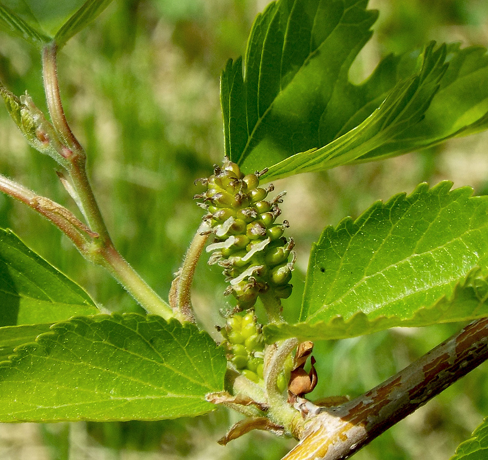 Image of Morus alba specimen.