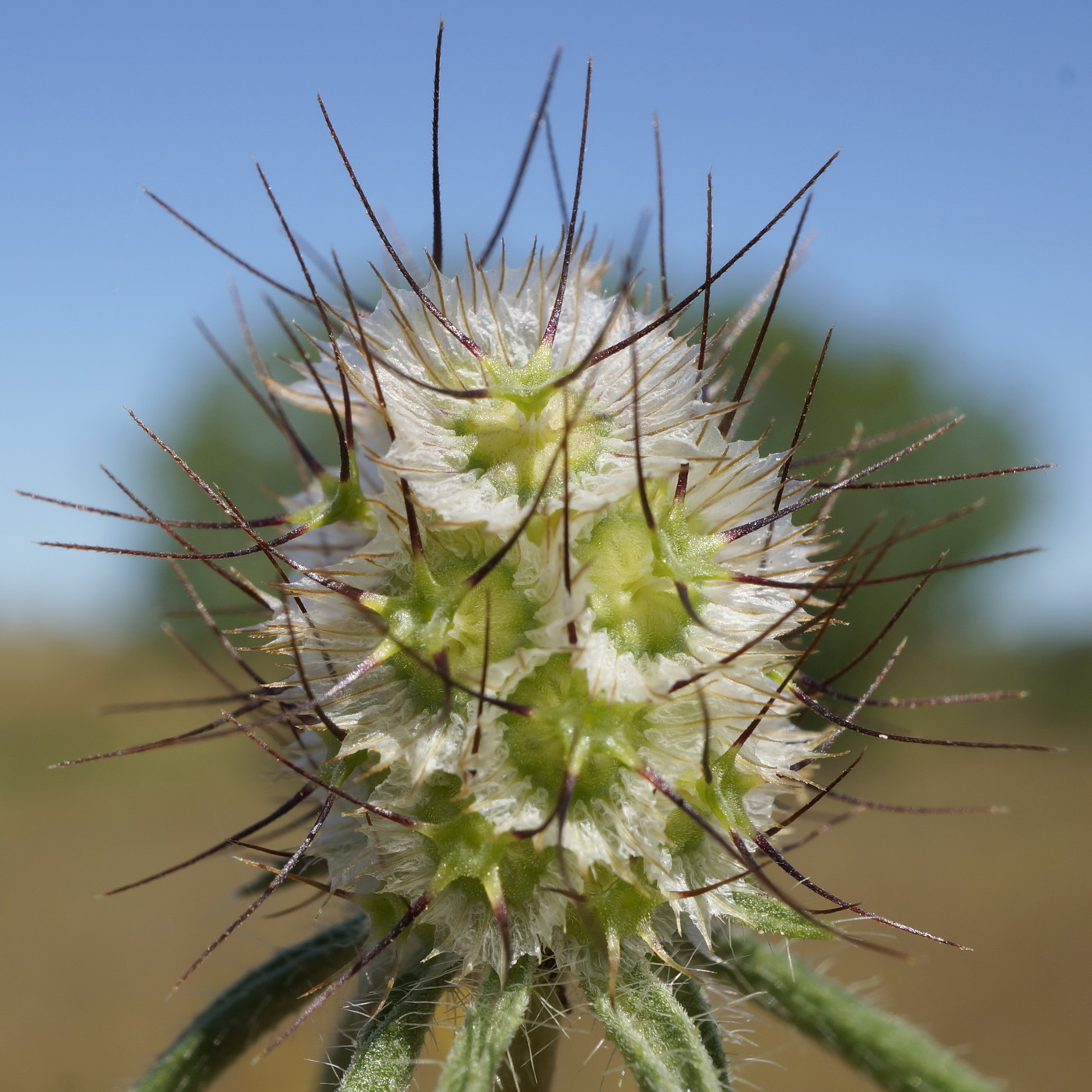 Image of Lomelosia divaricata specimen.