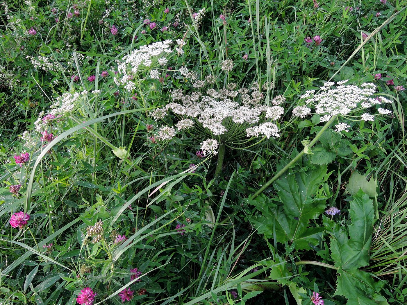 Image of Heracleum sosnowskyi specimen.