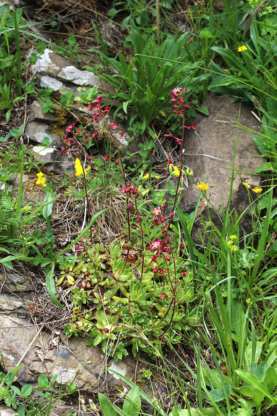 Изображение особи Saxifraga kolenatiana.