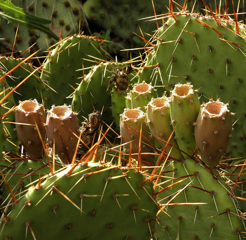 Image of Opuntia phaeacantha var. camanchica specimen.