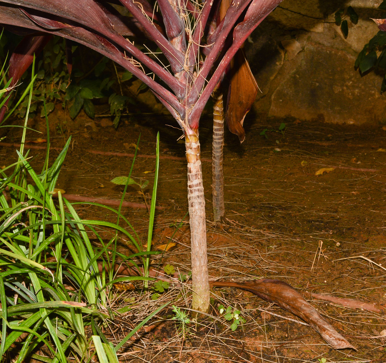 Image of Cordyline fruticosa specimen.