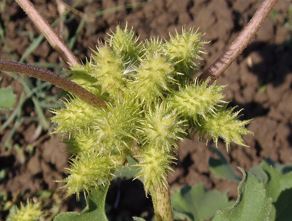 Image of Xanthium orientale specimen.