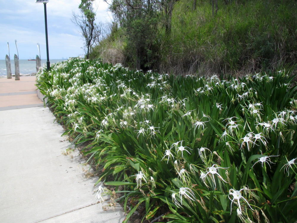 Изображение особи Hymenocallis littoralis.