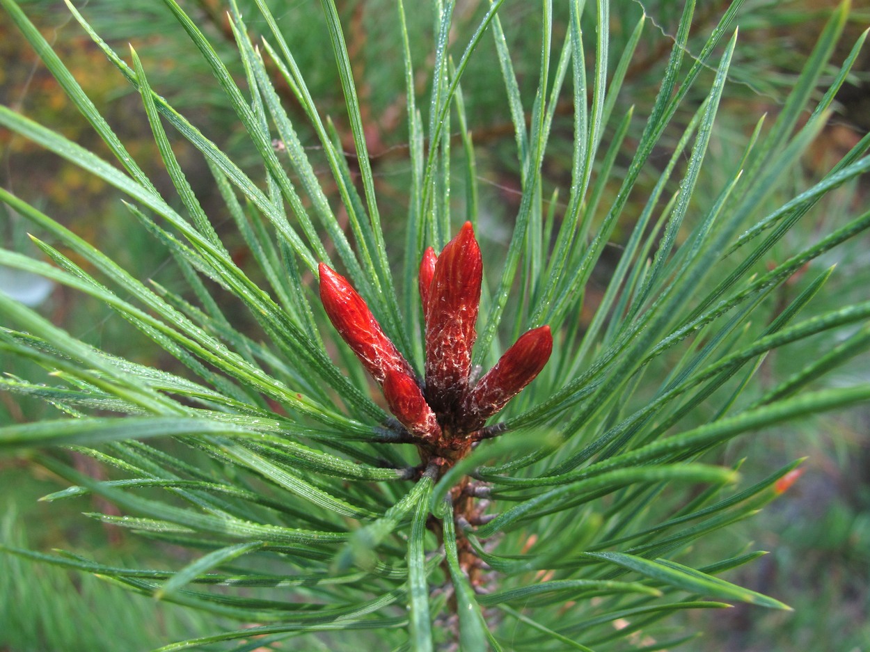 Изображение особи Pinus sylvestris ssp. hamata.