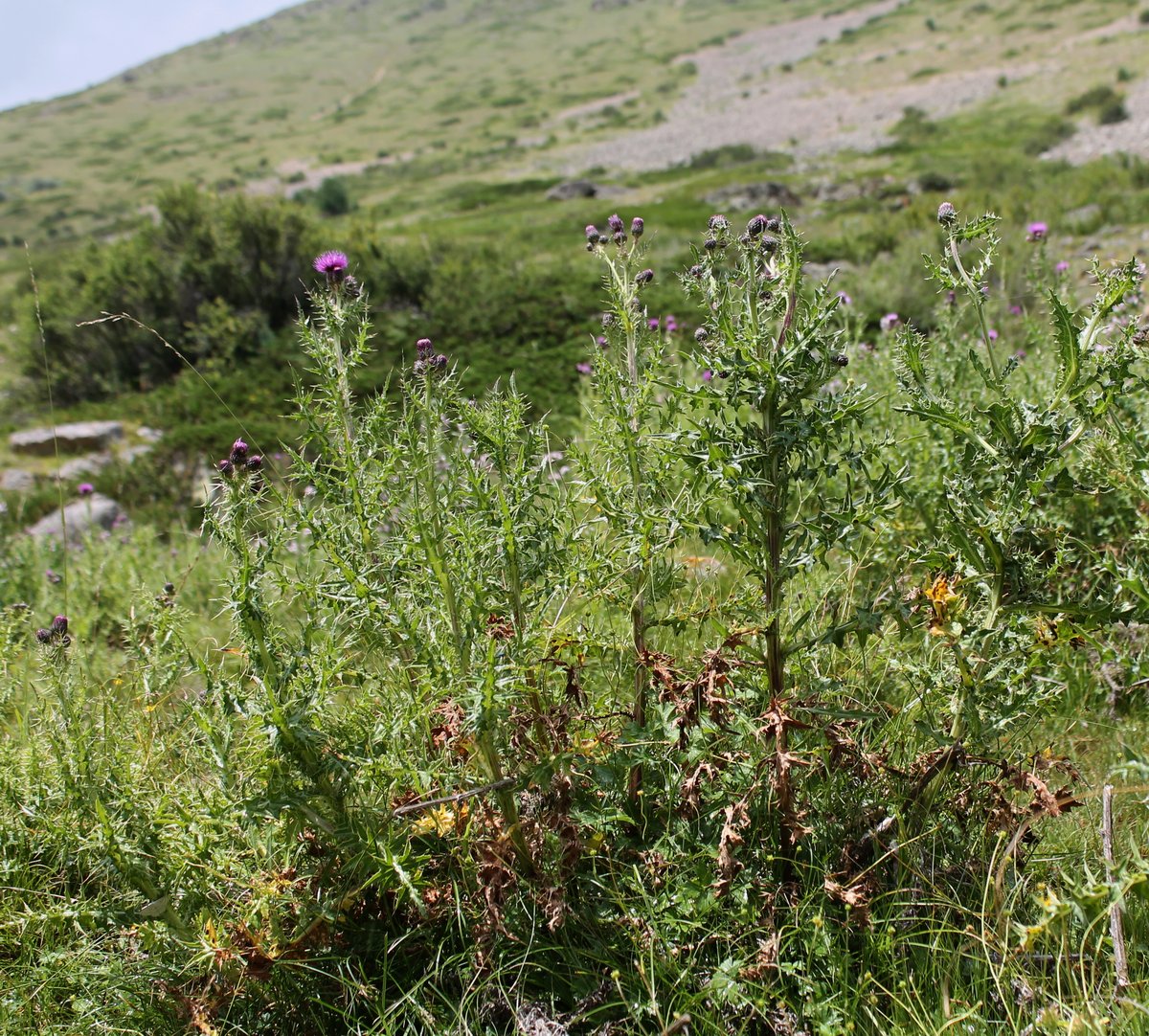 Изображение особи Cirsium elbrusense.