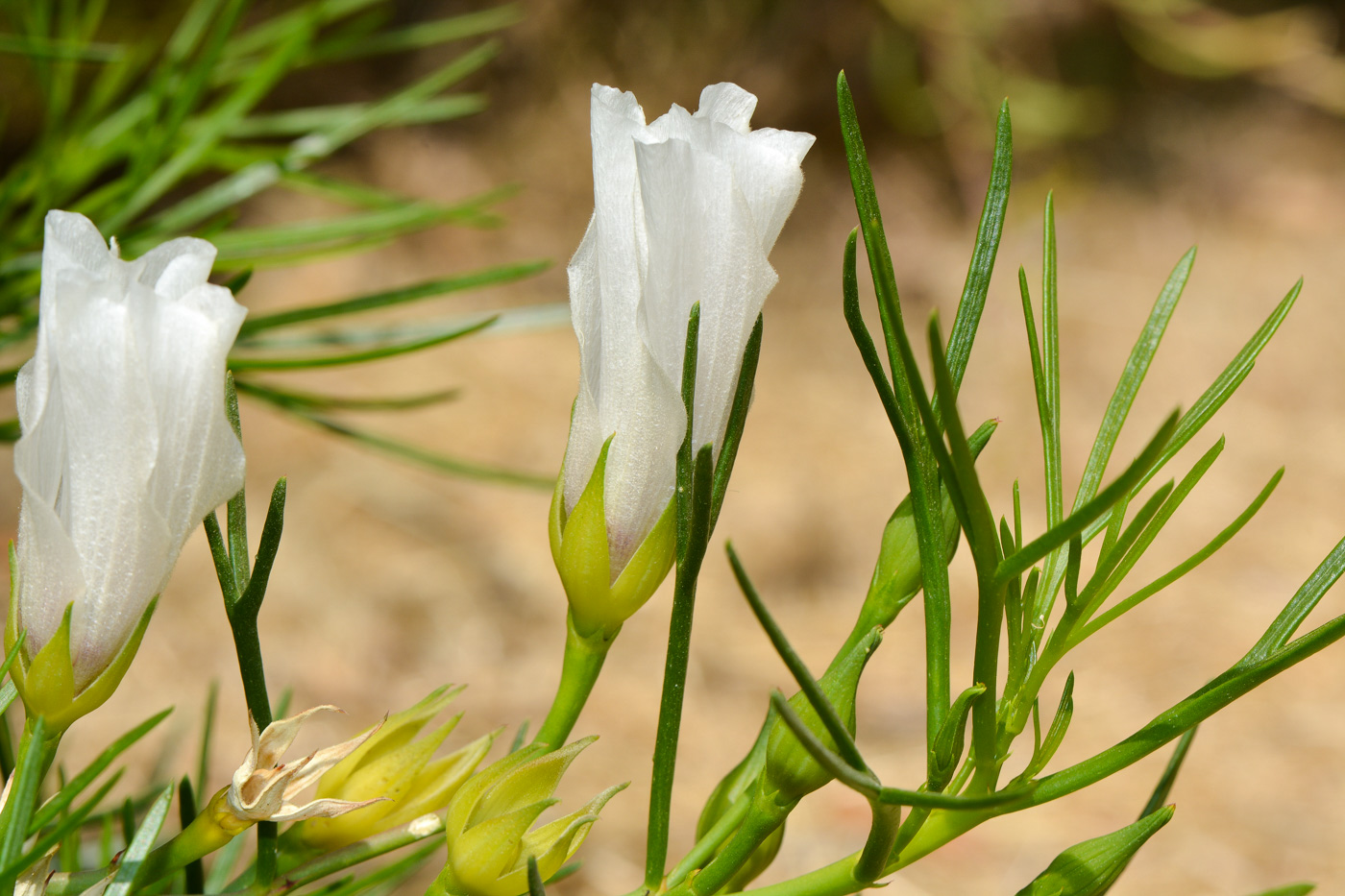 Изображение особи Alyogyne hakeifolia.