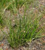 Juncus compressus