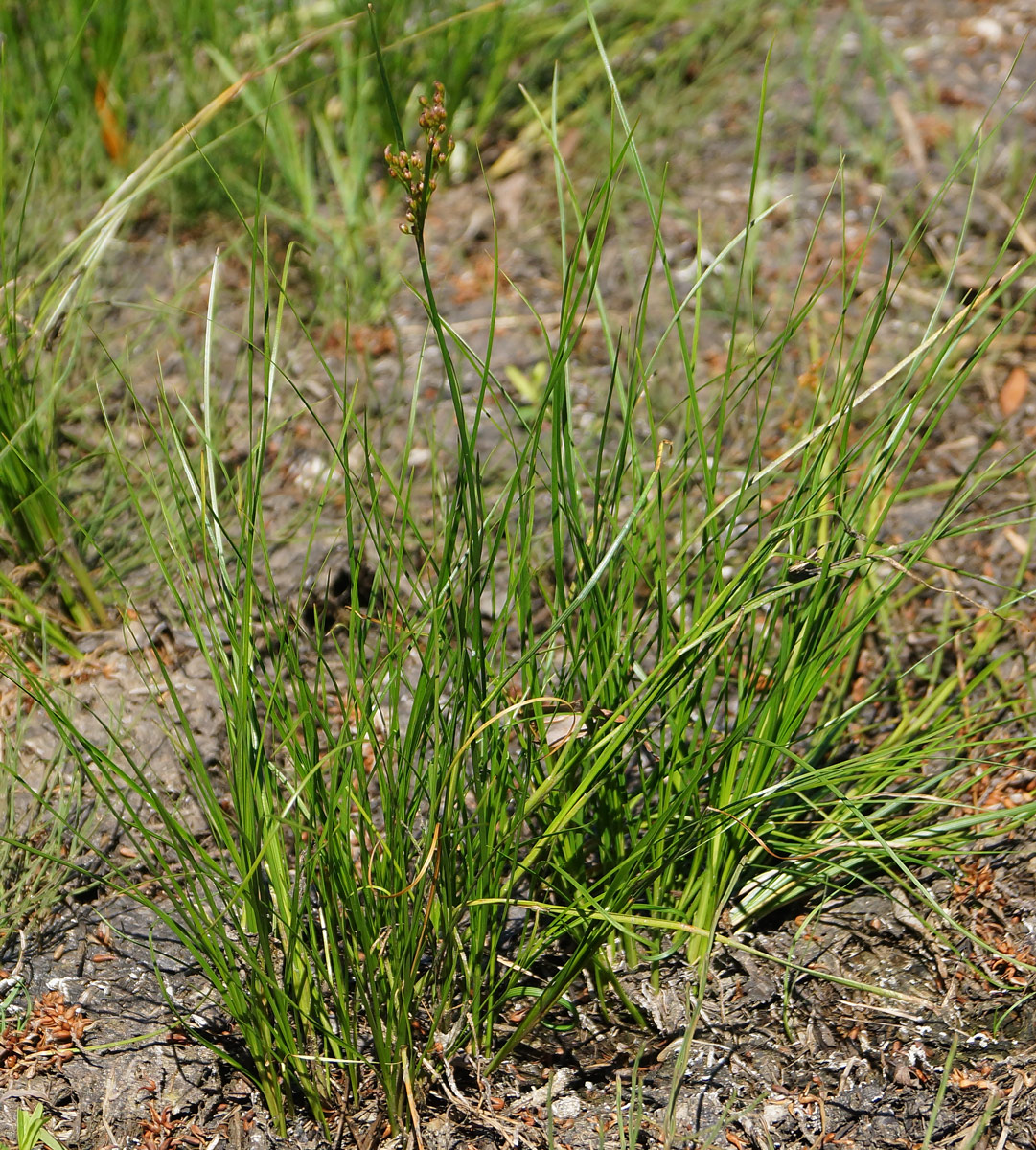 Image of Juncus compressus specimen.